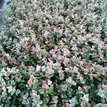 花叶络石