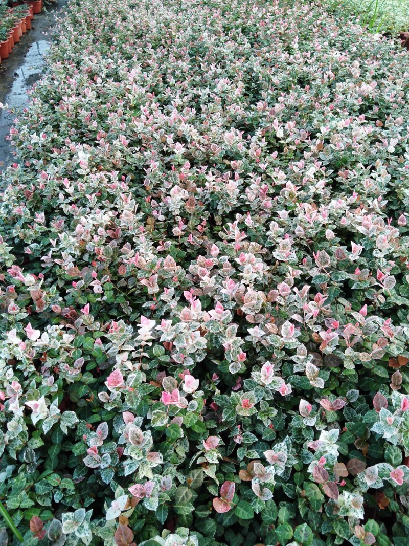 花叶络石