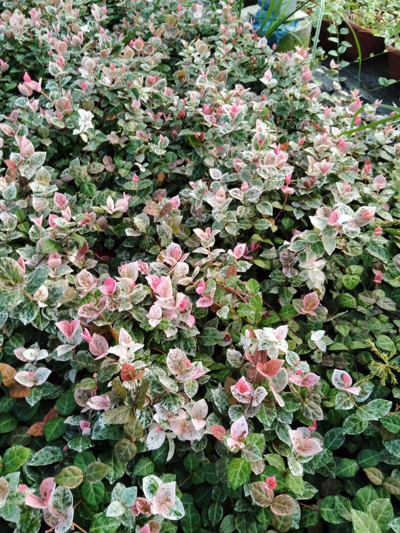 花叶络石