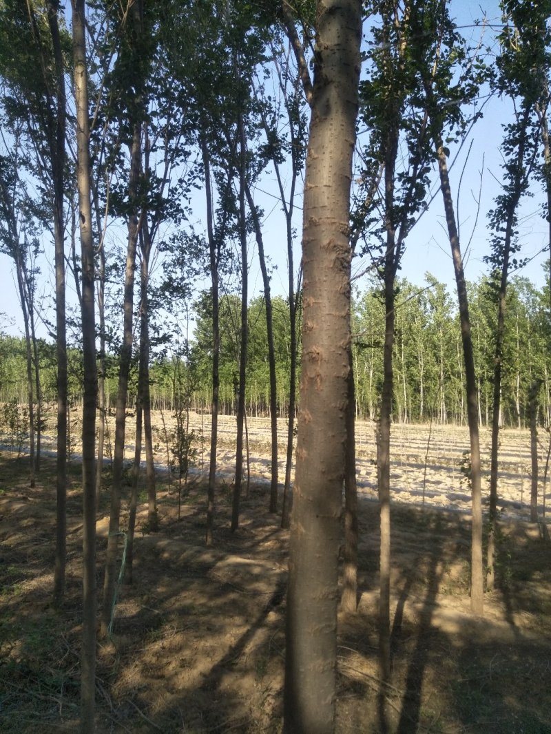 榆树苗，鲁西北兴苗木基地，当年小叶榆树苗量大