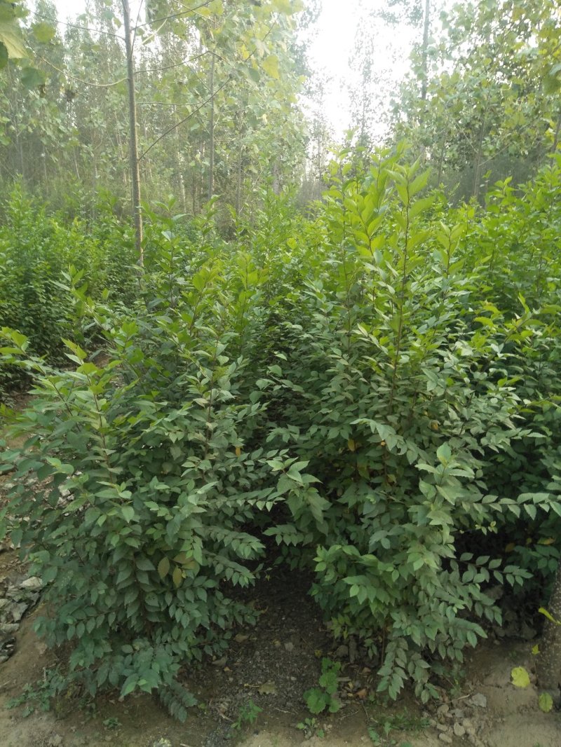 榆树苗，鲁西北兴苗木基地，当年小叶榆树苗量大