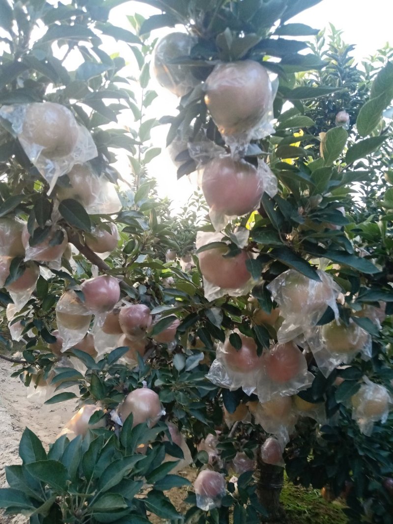 红星苹果
