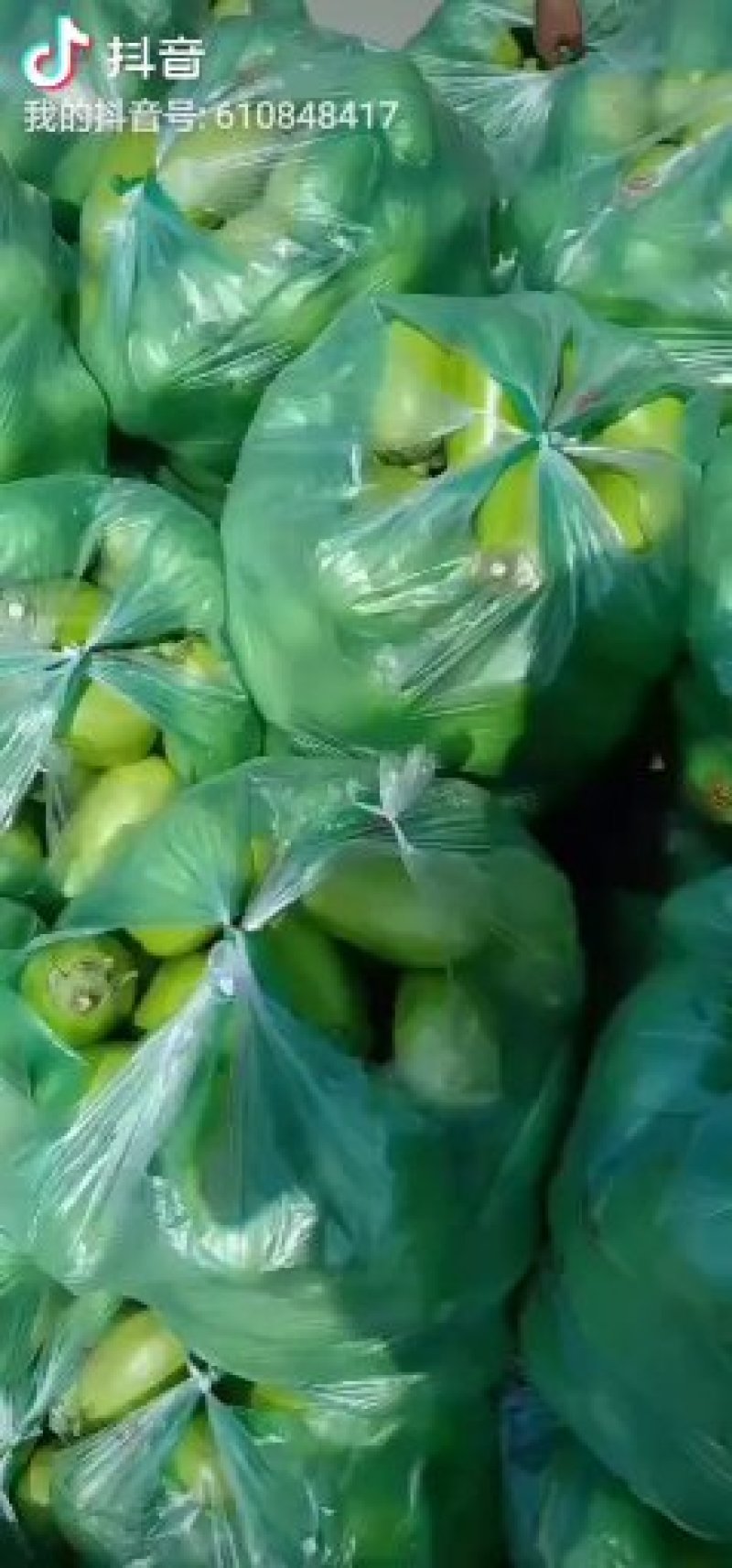 大棚无籽青茄基地，质量好，保质保量全国代发，诚信合作