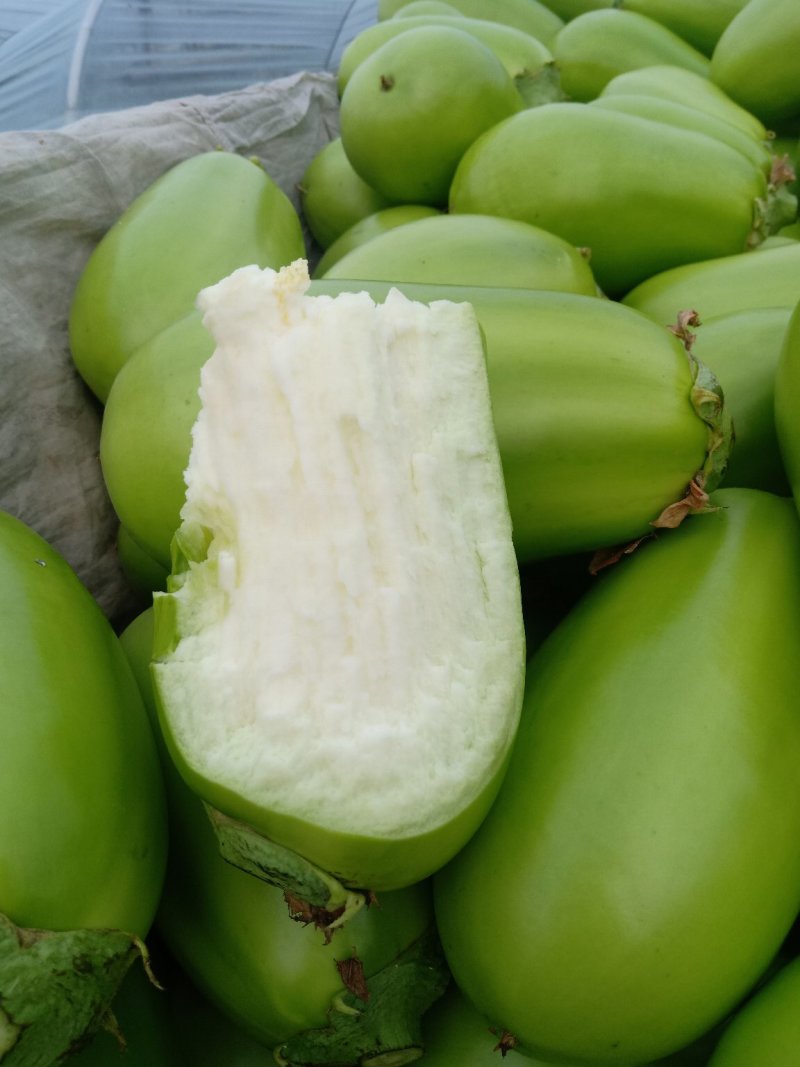 大棚无籽青茄基地，质量好，保质保量全国代发，诚信合作