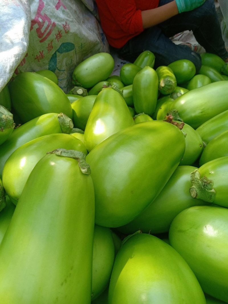 大棚无籽青茄基地，质量好，保质保量全国代发，诚信合作