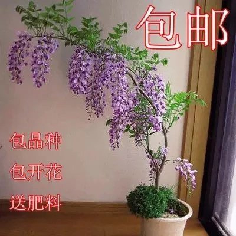 新品种【速生】紫藤苗【生长速度快成活率高耐寒耐旱】