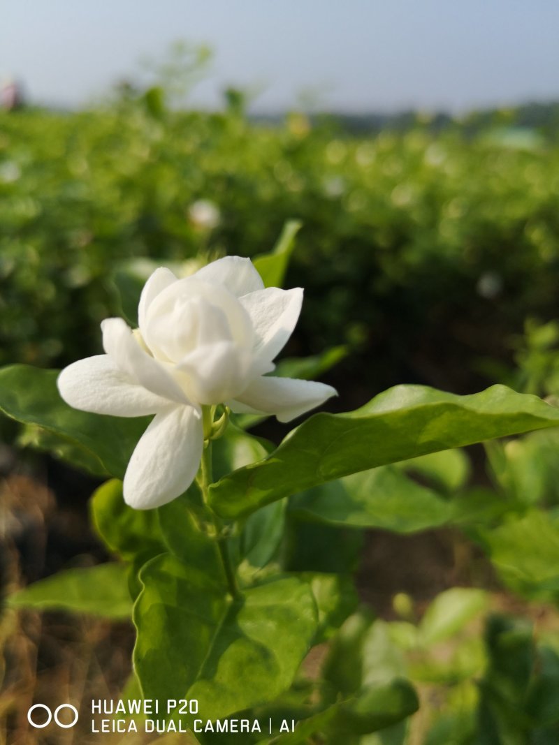 黑色杯盆栽茉莉花苗半成品批发可用于盆景工程苗庭院阳台