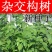 新采构树种子杂交构树种子大叶构树种子构树种子