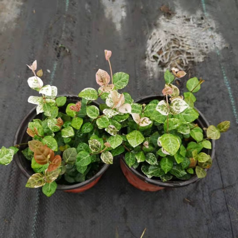 花叶络石