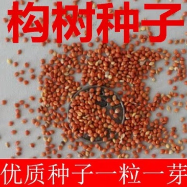 新采构树种子杂交构树种子大叶构树种子构树种子
