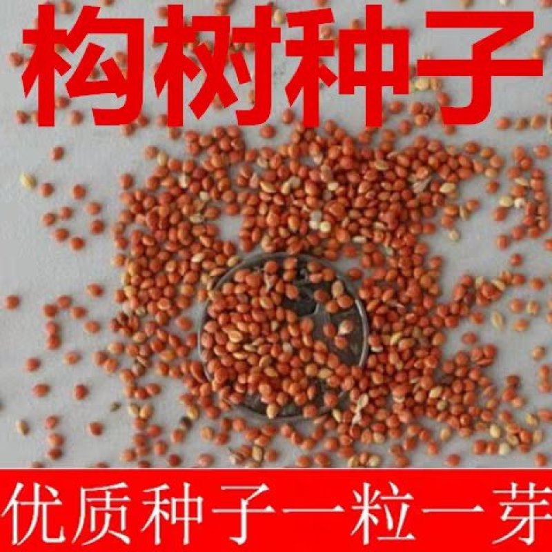 新采构树种子杂交构树种子大叶构树种子构树种子