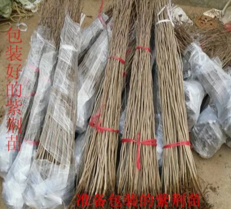 新品种巨紫荆苗紫荆【速生生长速度快】成活率高耐旱