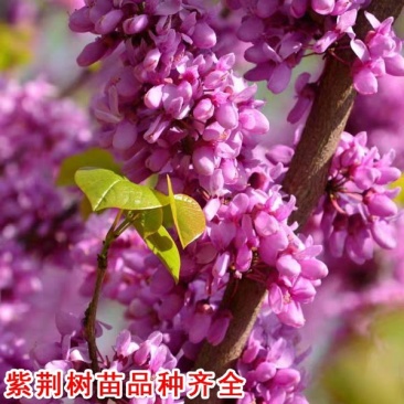 新品种巨紫荆苗紫荆【速生生长速度快】成活率高耐旱