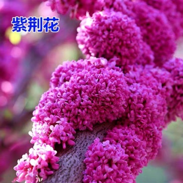新品种巨紫荆苗紫荆【速生生长速度快】成活率高耐旱