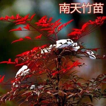 南天竹红叶南天竹【速生生长速度快】耐寒耐旱成活率高