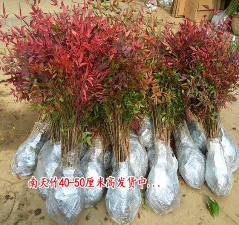 南天竹红叶南天竹【速生生长速度快】耐寒耐旱成活率高