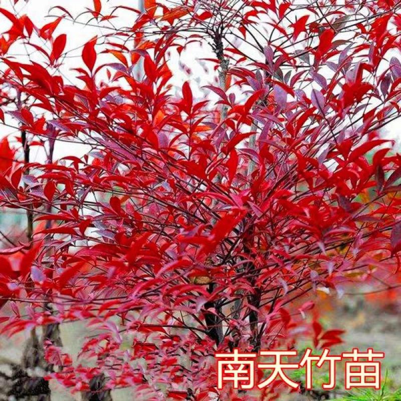南天竹红叶南天竹【速生生长速度快】耐寒耐旱成活率高