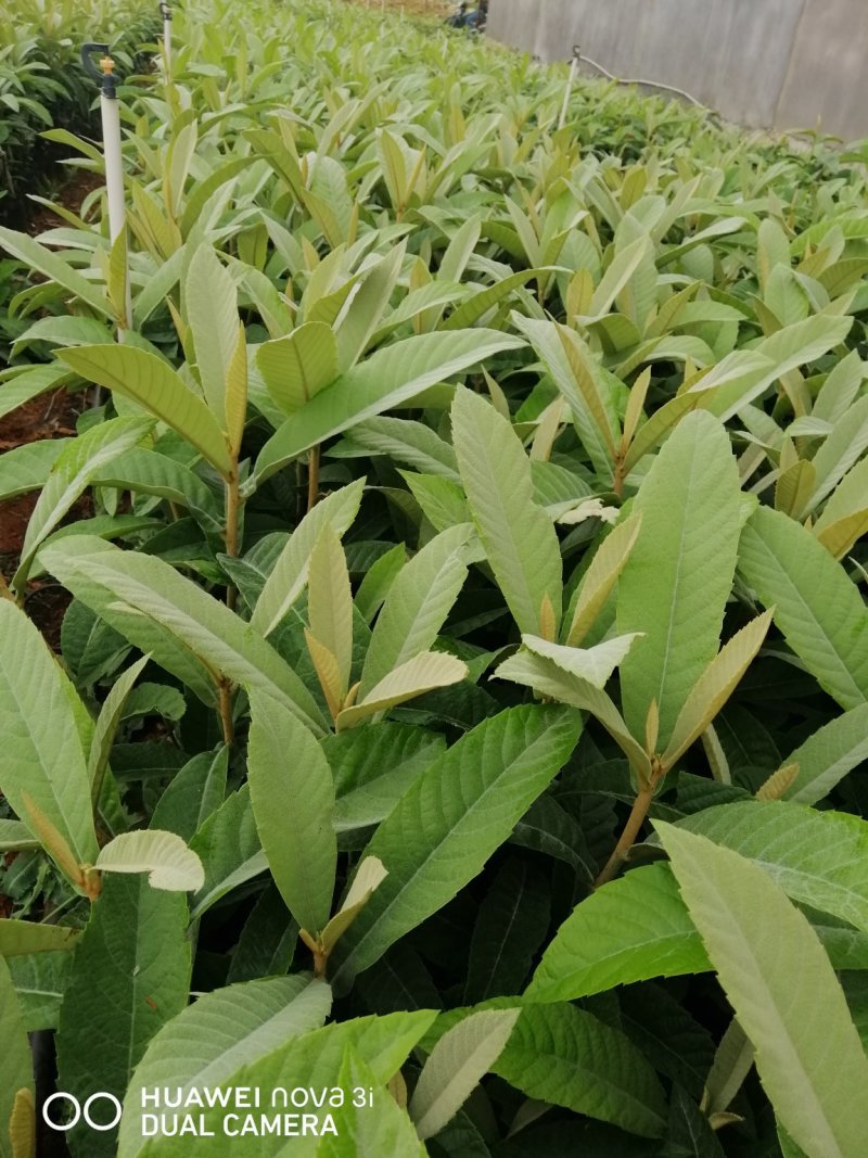 优质大叶子枇杷苗，品种纯正