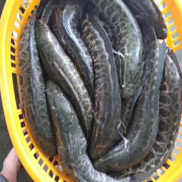 黑鱼