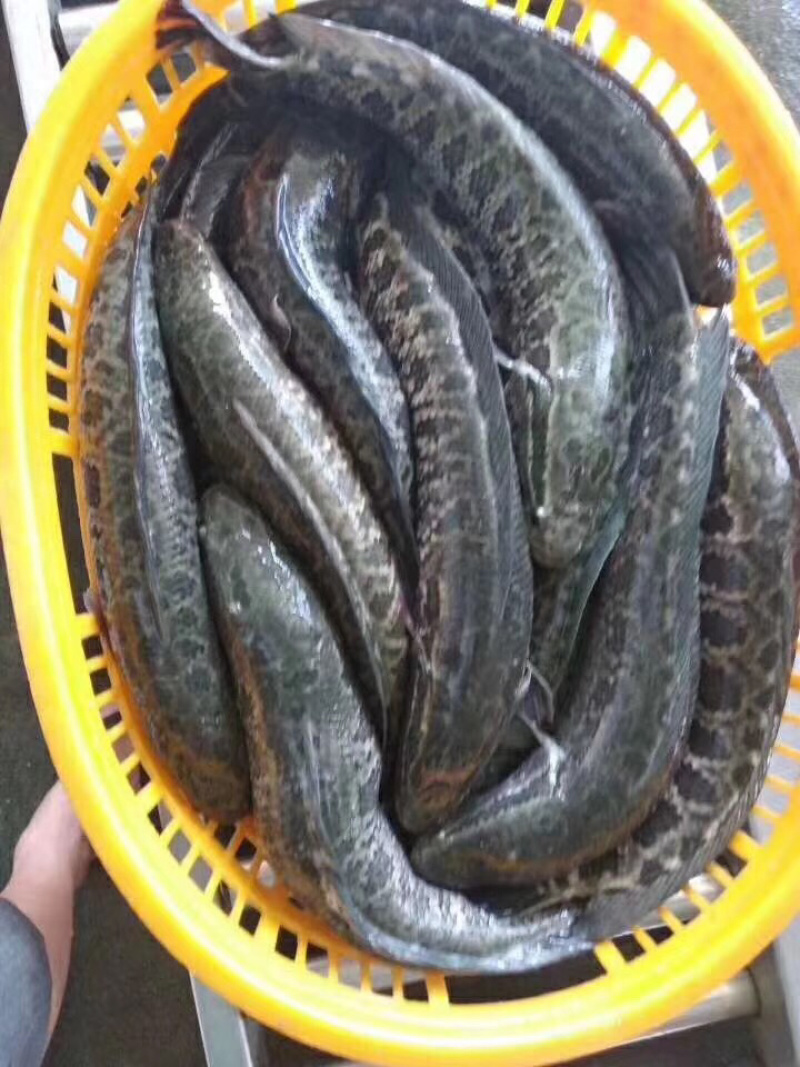 黑鱼