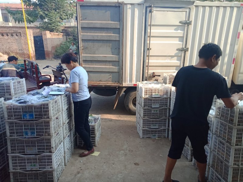 河北晋州万亩巨峰葡萄热卖中好货次货各种等级