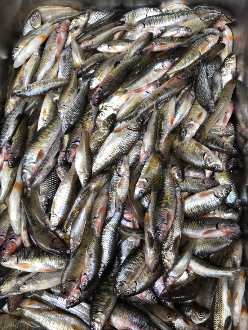 纯野生土鲶鱼