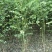 国槐【速生生长速度快】南方北方都可以种植耐旱