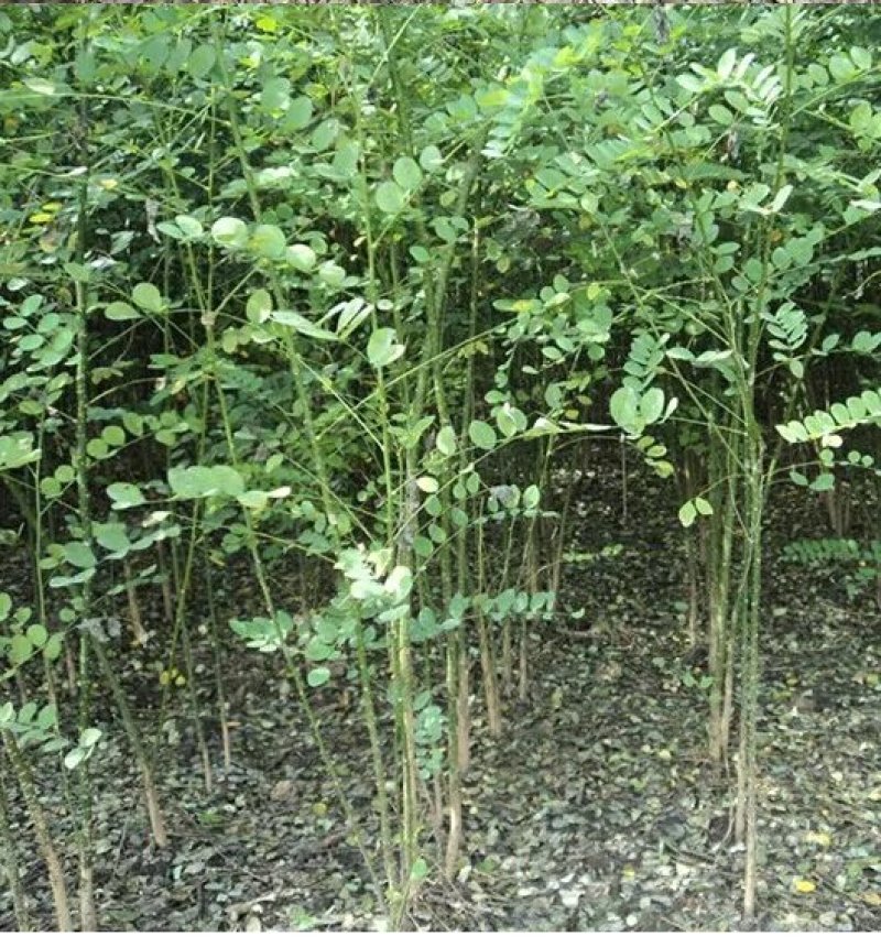 国槐【速生生长速度快】南方北方都可以种植耐旱
