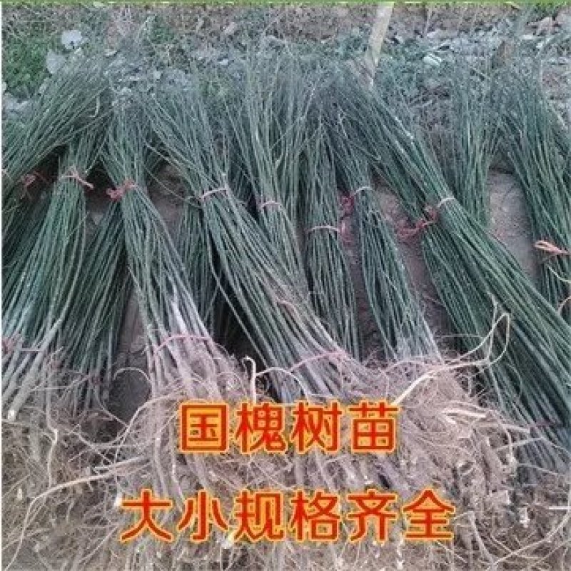 国槐【速生生长速度快】南方北方都可以种植耐旱