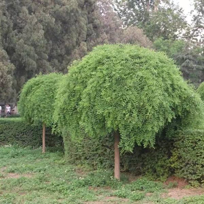 国槐【速生生长速度快】南方北方都可以种植耐旱