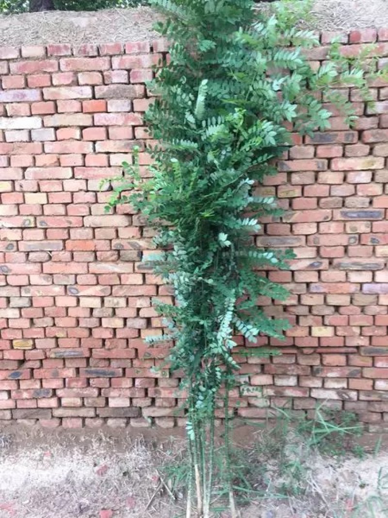 国槐【速生生长速度快】南方北方都可以种植耐旱