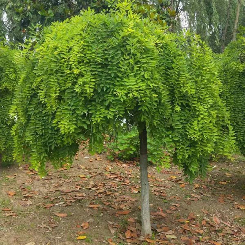 国槐【速生生长速度快】南方北方都可以种植耐旱