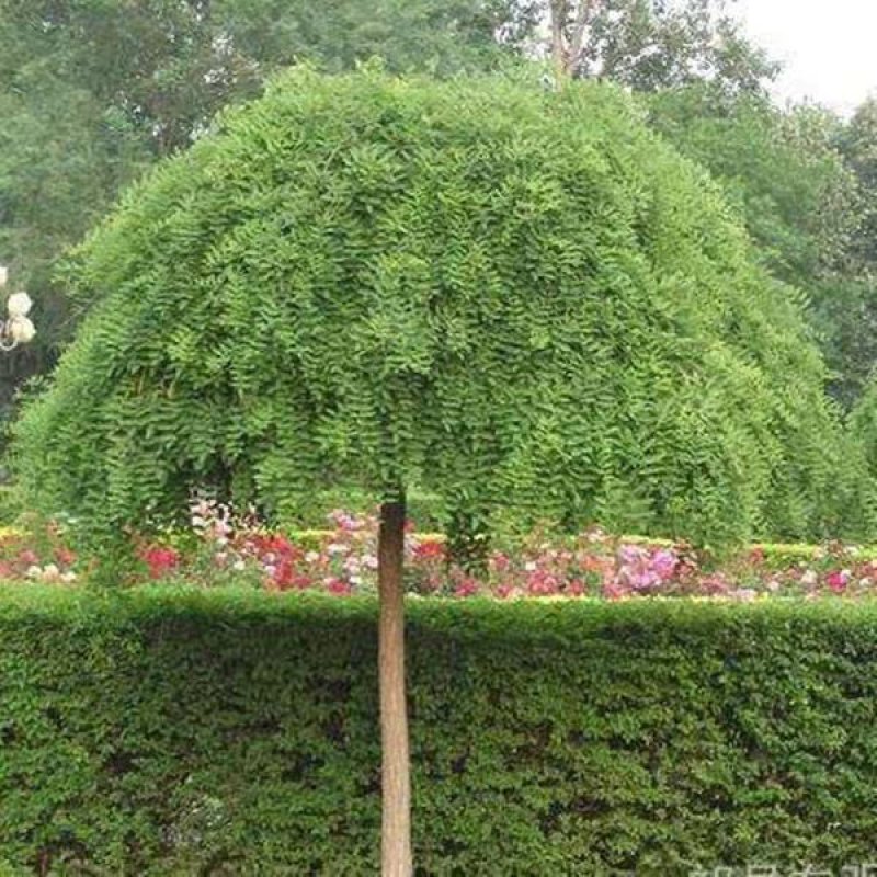 国槐【速生生长速度快】南方北方都可以种植耐旱