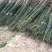 国槐【速生生长速度快】南方北方都可以种植耐旱