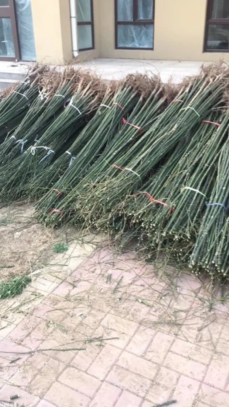 国槐【速生生长速度快】南方北方都可以种植耐旱