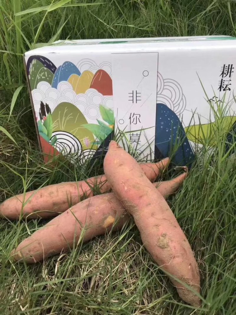 红薯