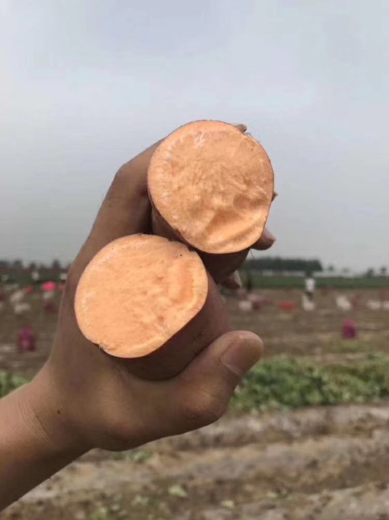 红薯