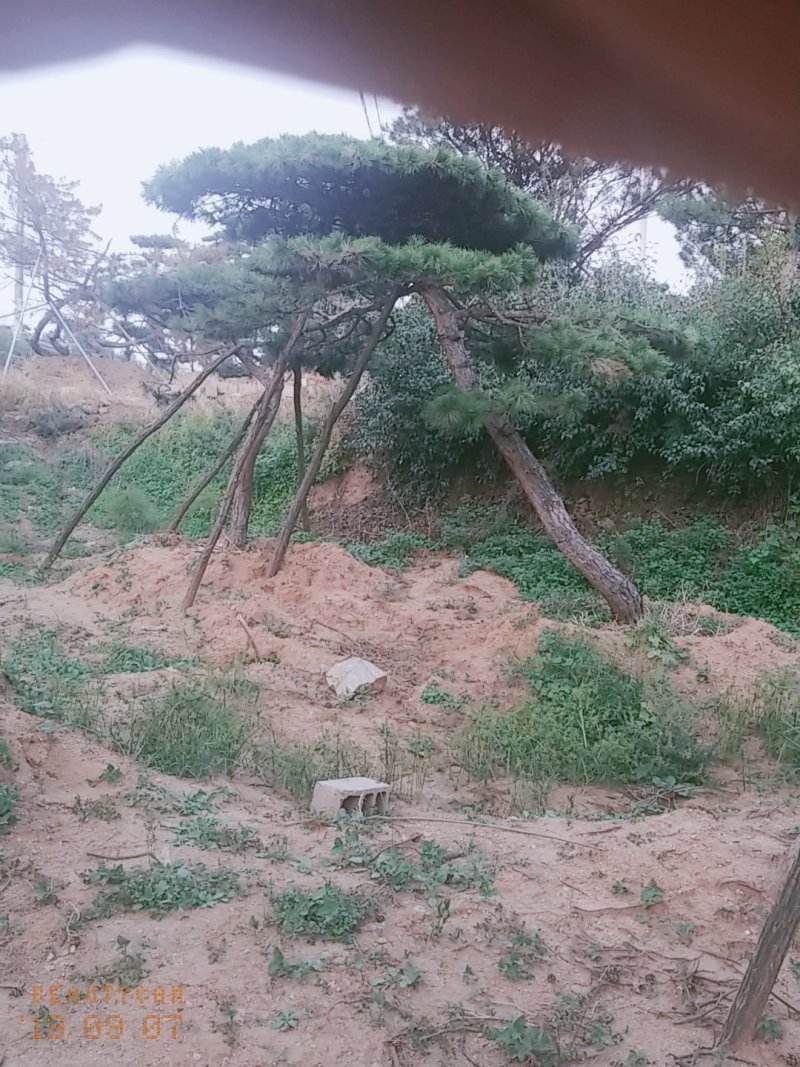 造型油松造型松
