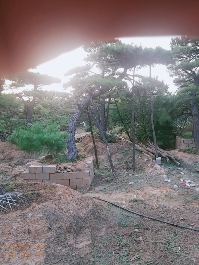 造型油松造型松