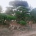 造型油松造型松