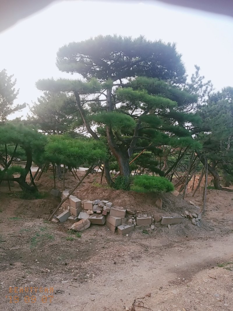 造型油松造型松