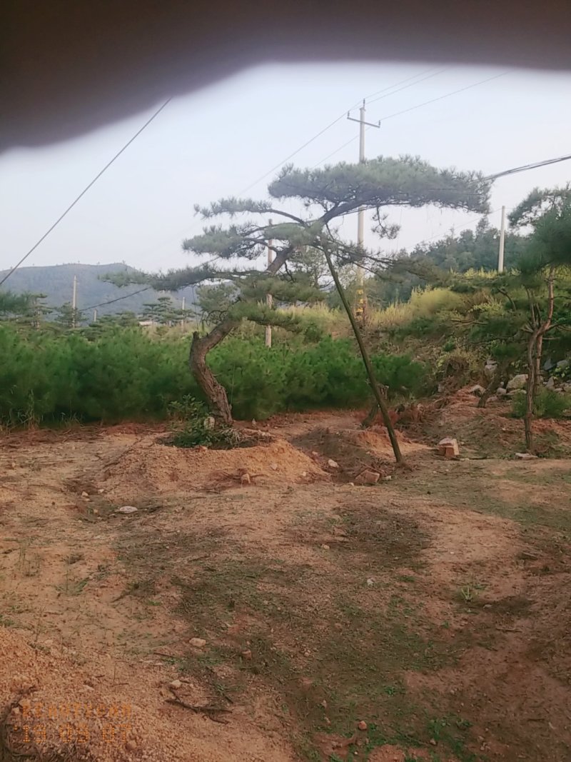 造型油松造型松