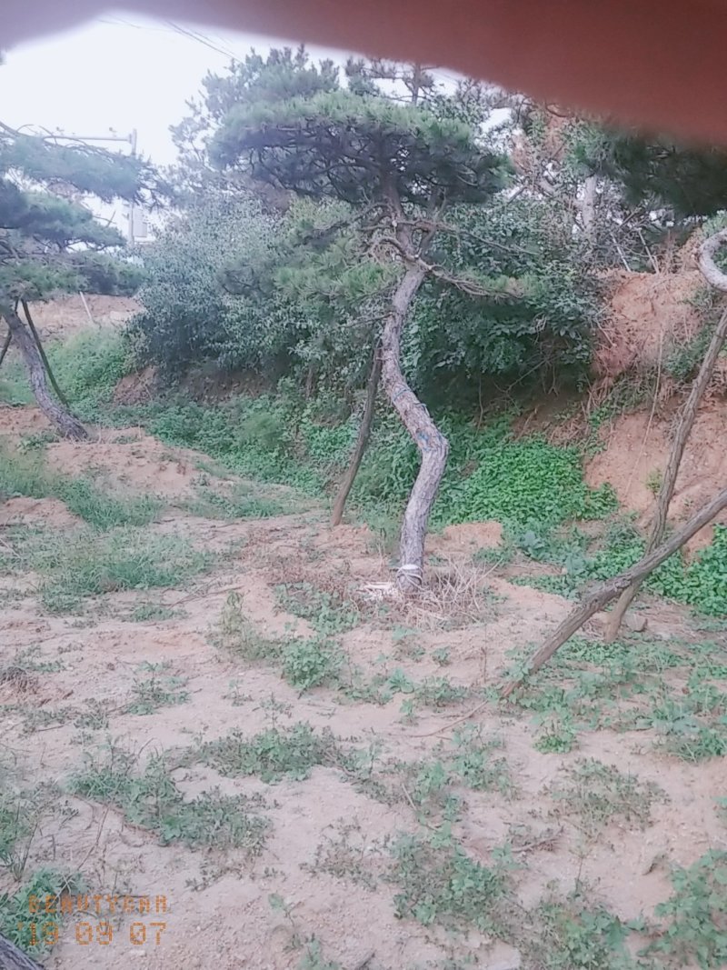 造型油松造型松