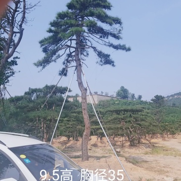 造型油松大型古松