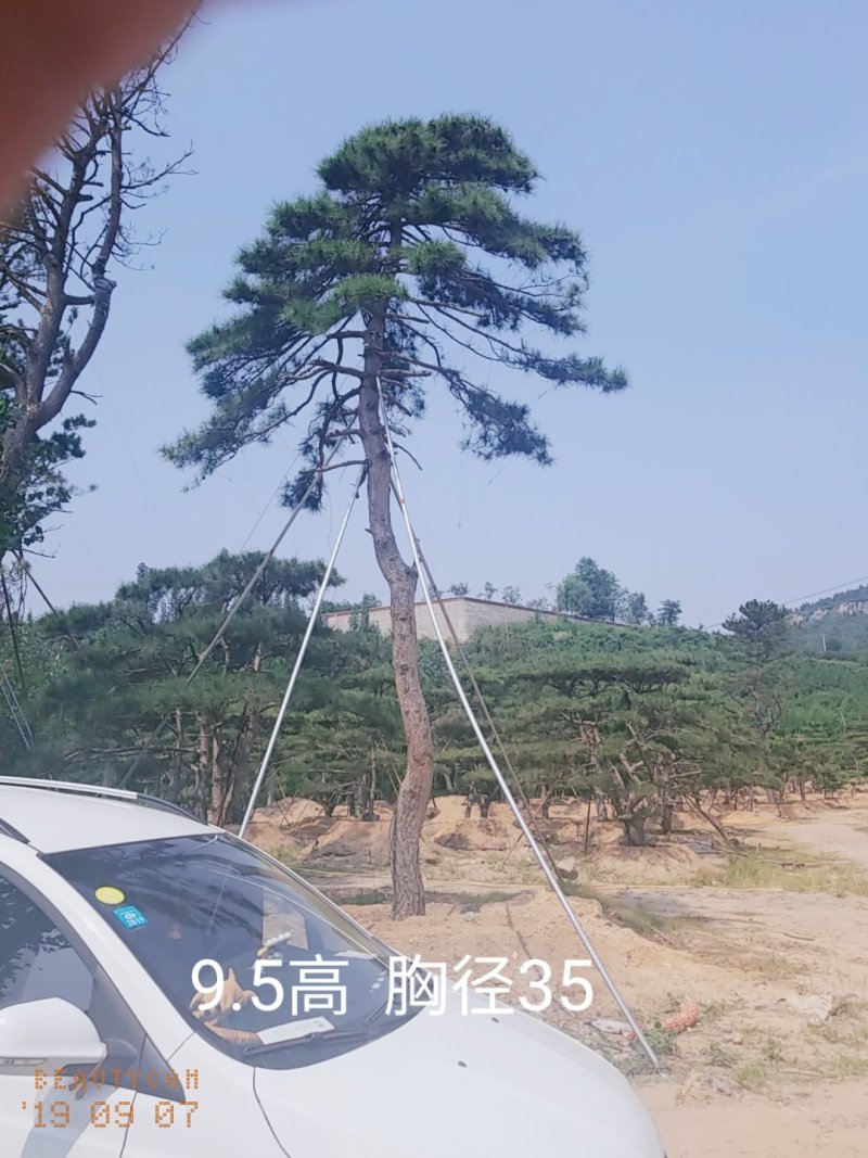 造型油松大型古松