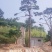 造型油松大型古松