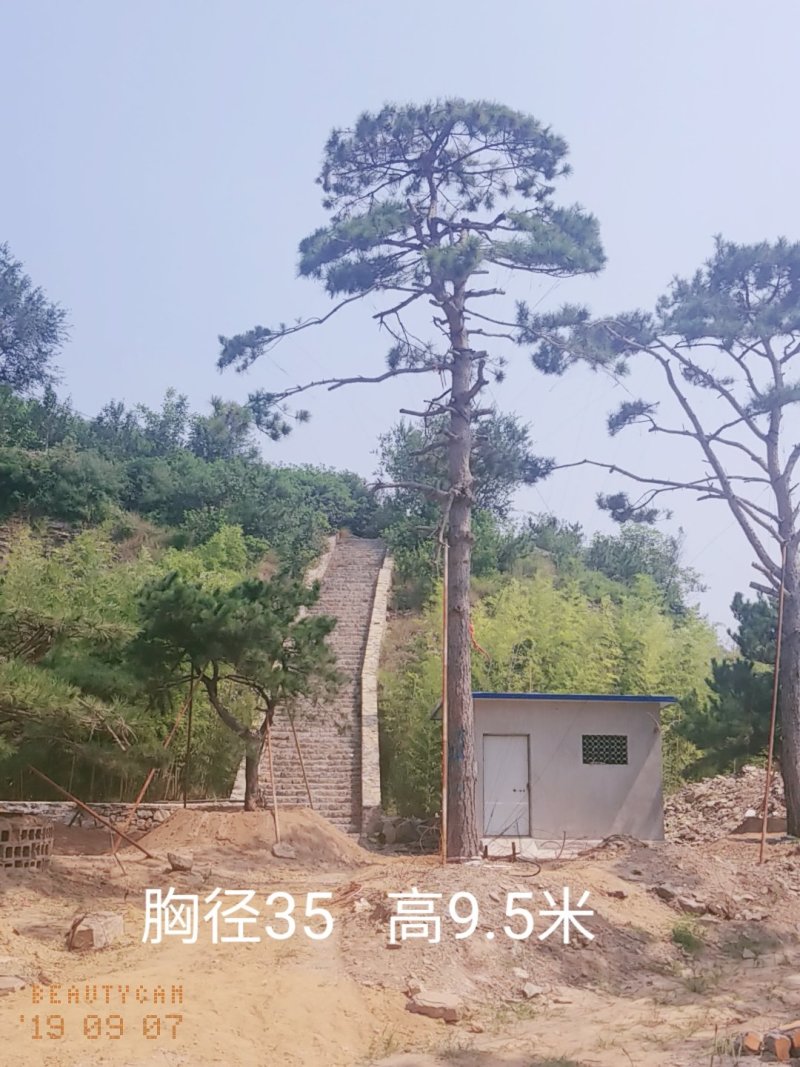造型油松大型古松