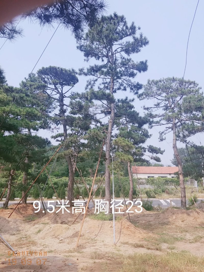 造型油松大型古松