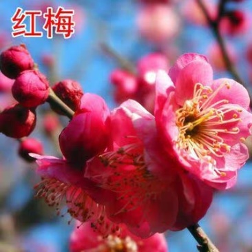 红梅苗【速生生长速度快】南方北方都可以种植耐寒耐旱