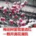 红梅苗【速生生长速度快】南方北方都可以种植耐寒耐旱